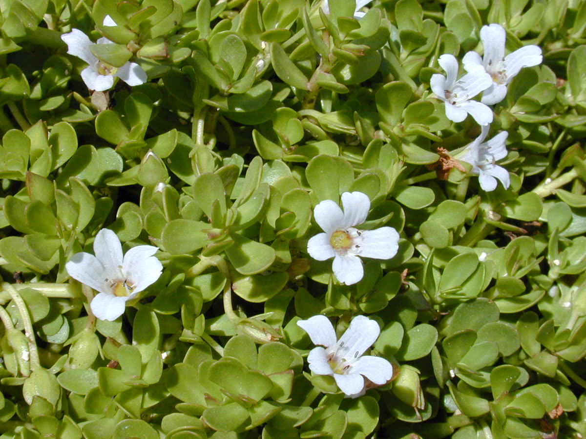 Bacopa monnieri (water hyssop) plant