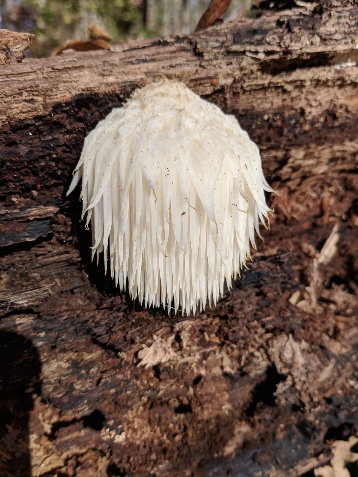 Hericium erinaceus, the lion's mane mushroom, growing on a tree